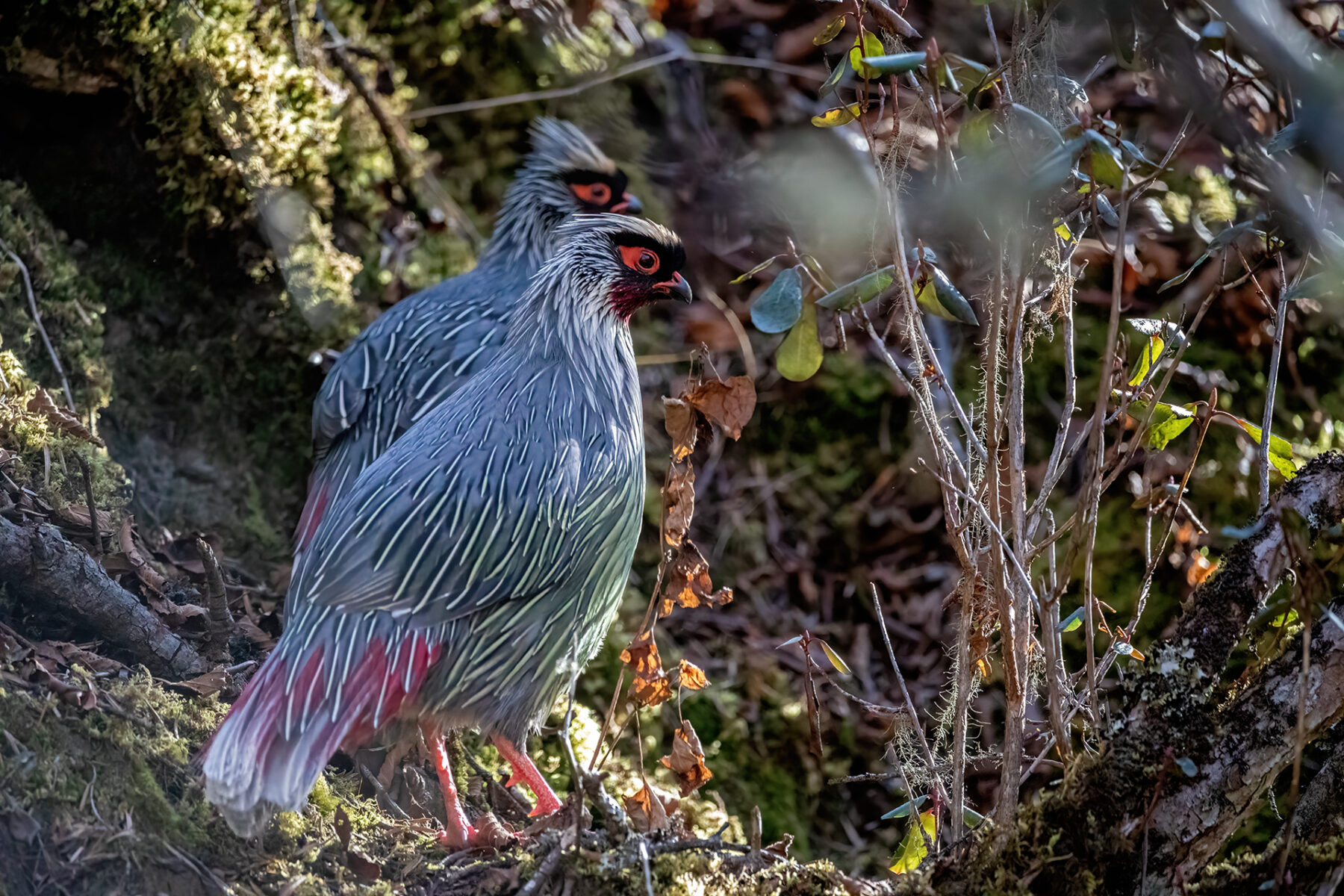 Pheasants