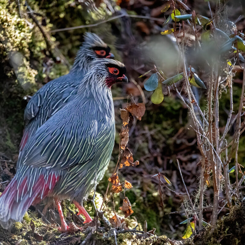 Pheasants