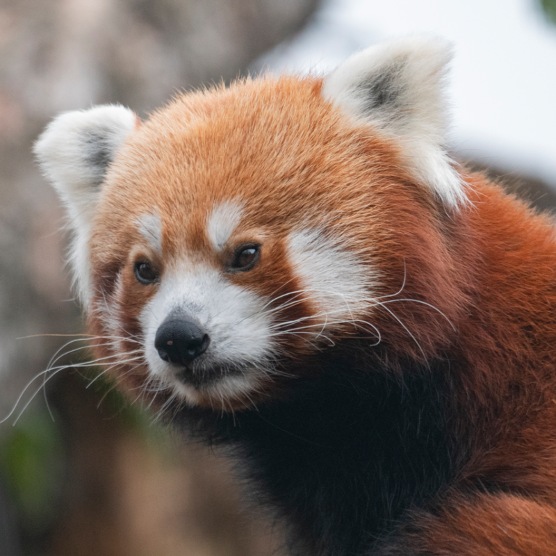 Red Panda