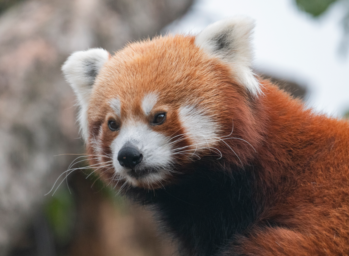 Red Panda