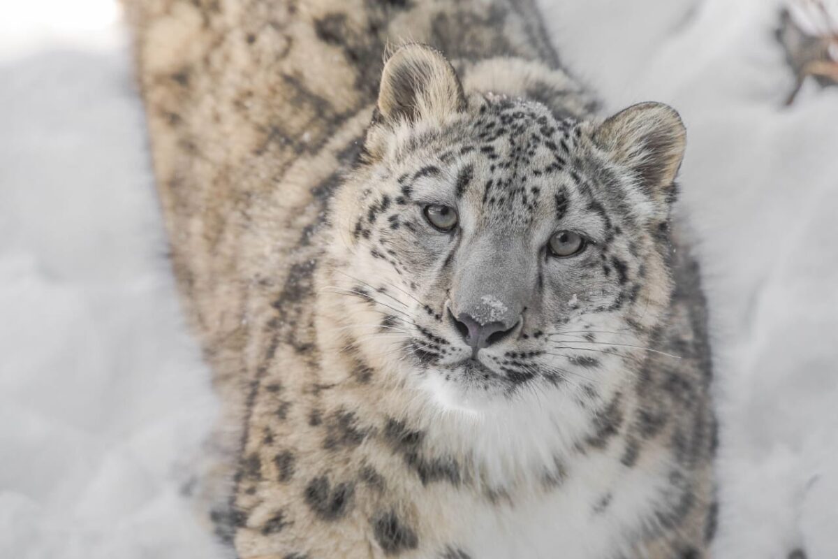 Snow Leopard