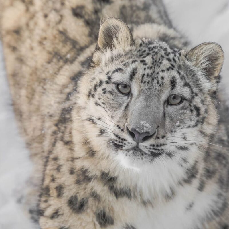 Snow Leopard