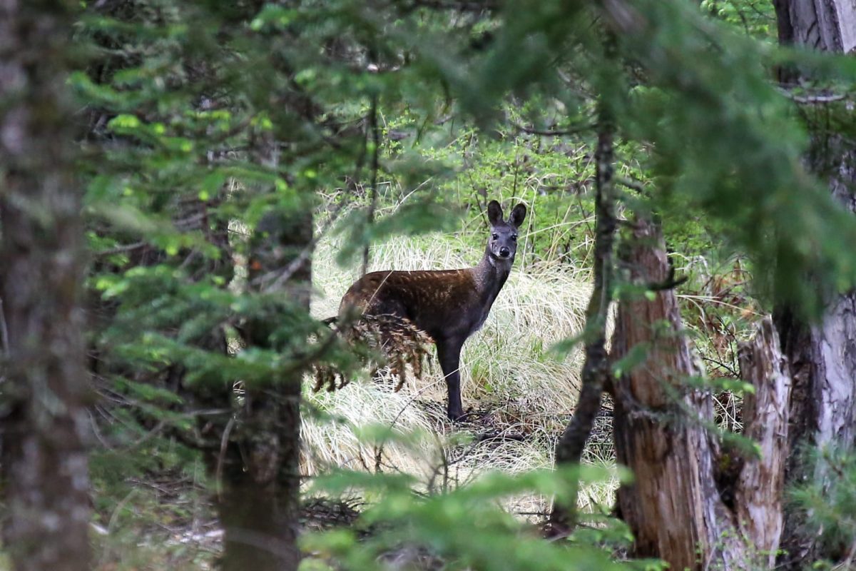 Musk Deer