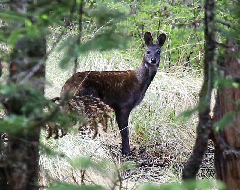 Musk Deer