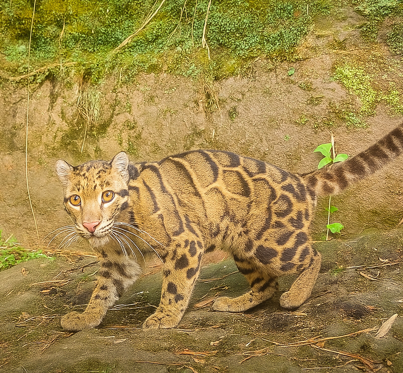 Clouded Leopard