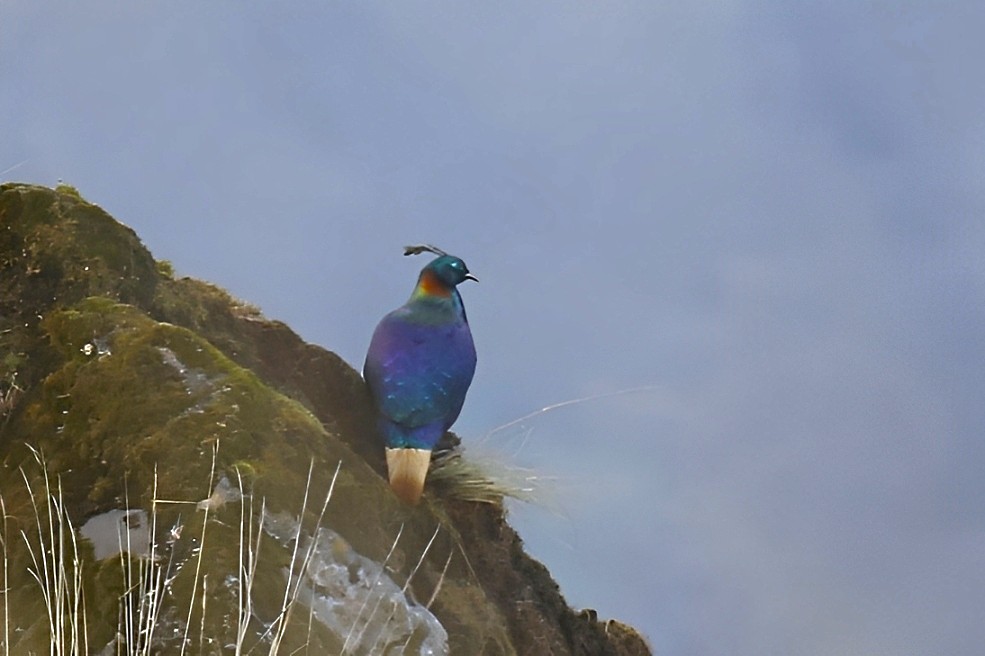 Pheasants