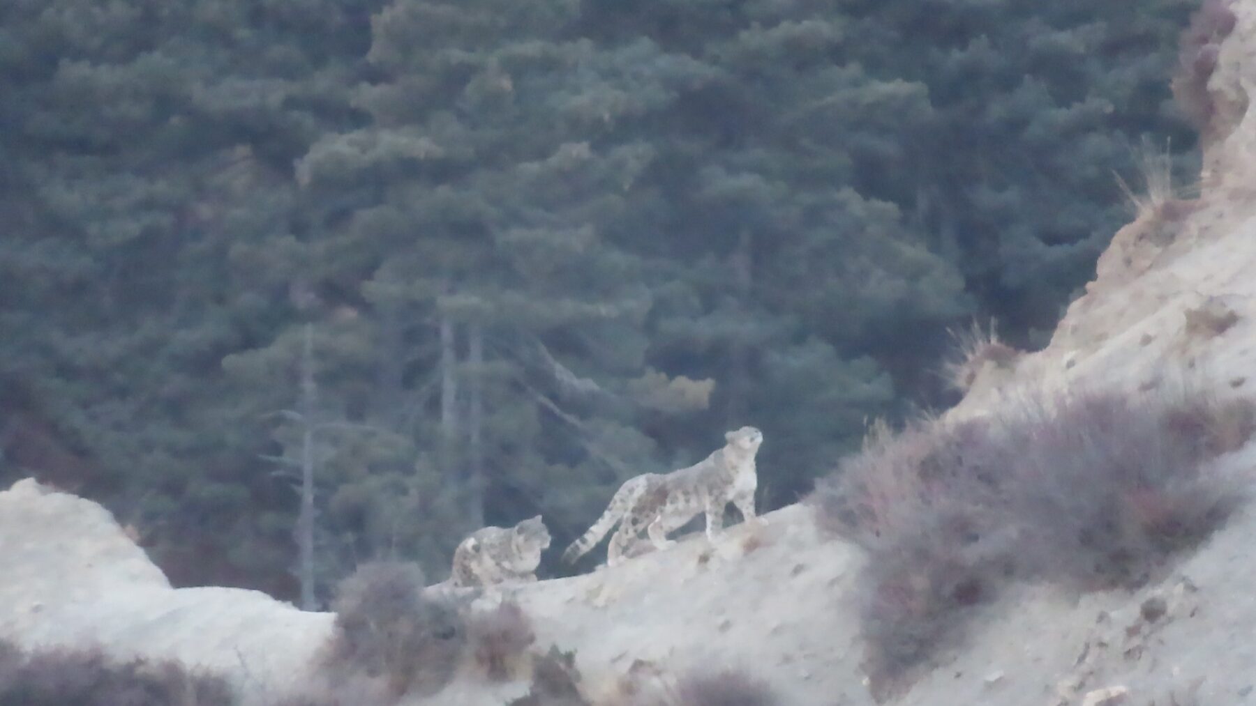 Snow Leopard Scout Collection II