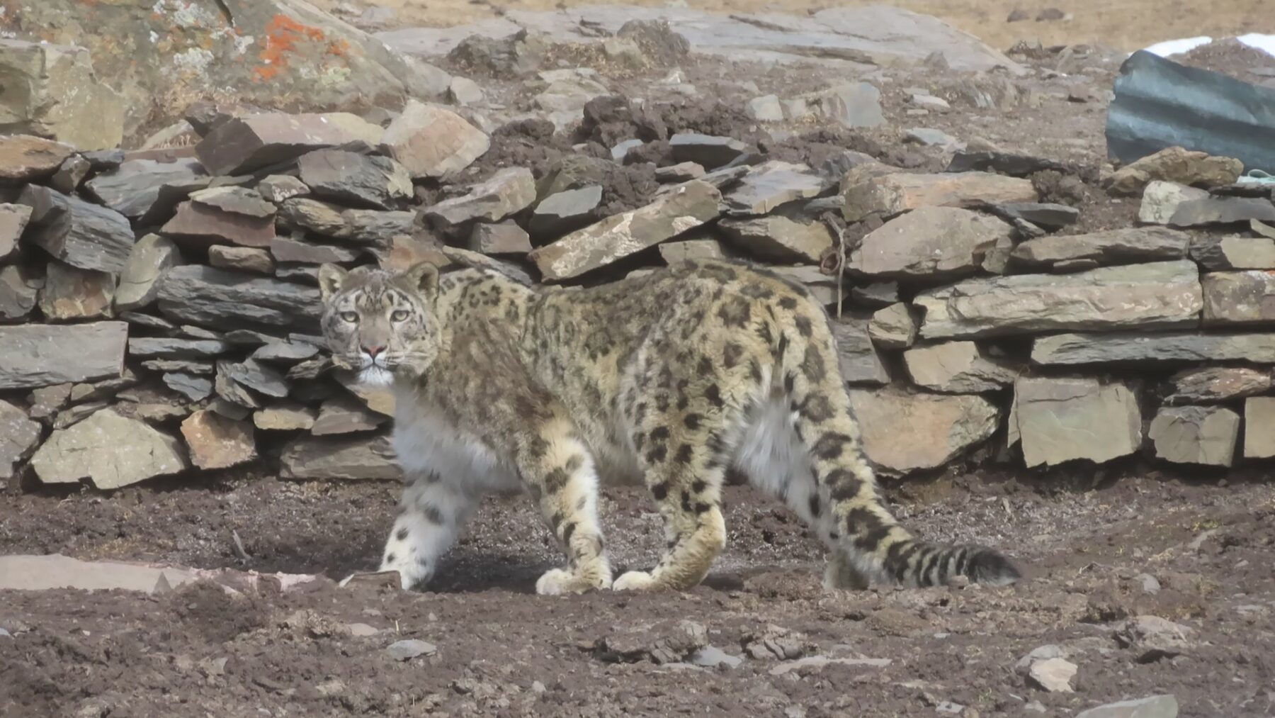 Snow Leopard Scout Collection IV