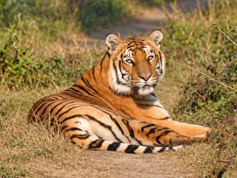 Bengal Tiger