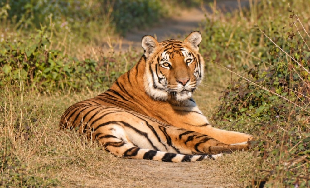 Bengal Tiger