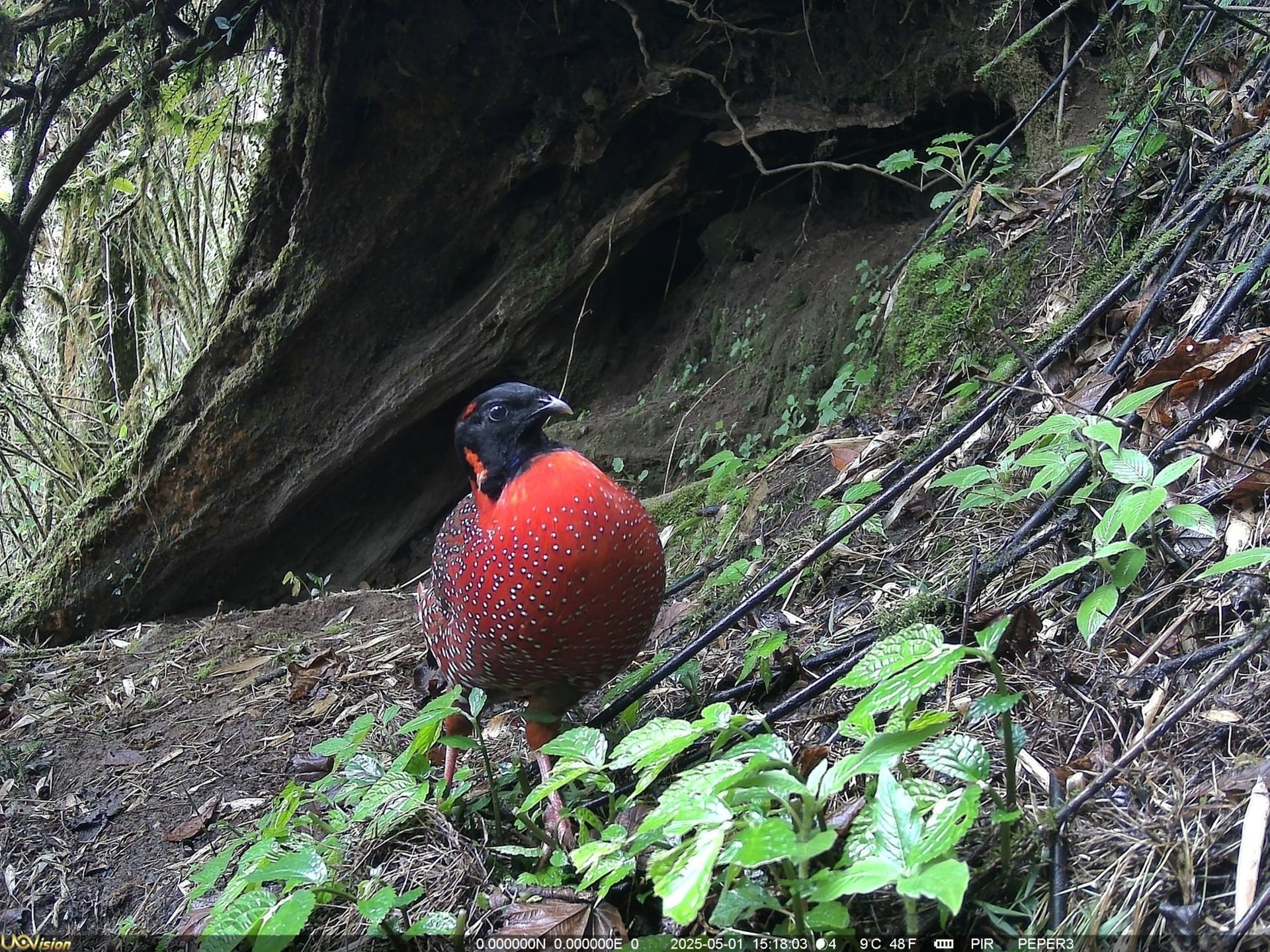 Pheasant habitat in the Pipar conservation landscape, Nepal